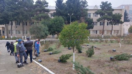 Humanitar Fənlər Təmayüllü liseydə ağacəkmə aksiyası keçirilib - FOTO