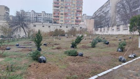 Humanitar Fənlər Təmayüllü liseydə ağacəkmə aksiyası keçirilib - FOTO