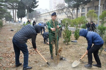 Humanitar Fənlər Təmayüllü liseydə ağacəkmə aksiyası keçirilib - FOTO