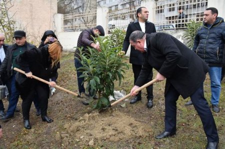 Humanitar Fənlər Təmayüllü liseydə ağacəkmə aksiyası keçirilib - FOTO